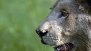 Le lion blanc de la vallée du Limpopo